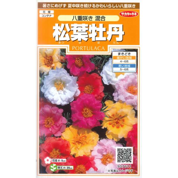 ★暑さにめげず夏中咲き続けるかわいらしい八重咲き