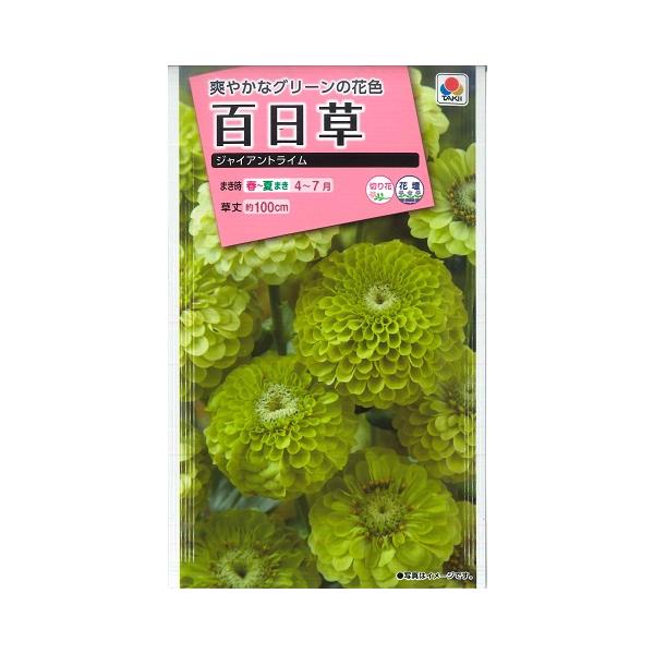 【百日草（ジニア）】ジャイアントライム【タキイ種苗】(20粒)【春まき一年草】