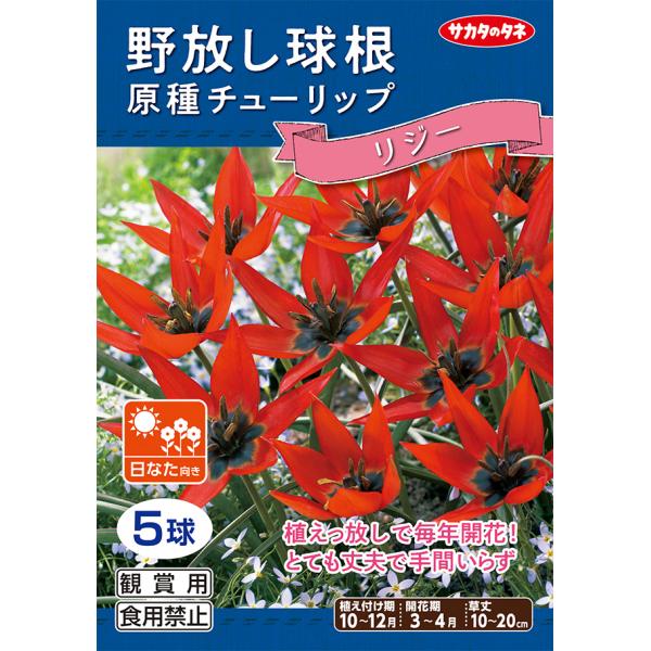 野放し球根 原種チューリップ リジー 秋植え球根 5球詰 サカタのタネ 日なた向き Rcp Buyee Buyee 日本の通販商品 オークションの代理入札 代理購入
