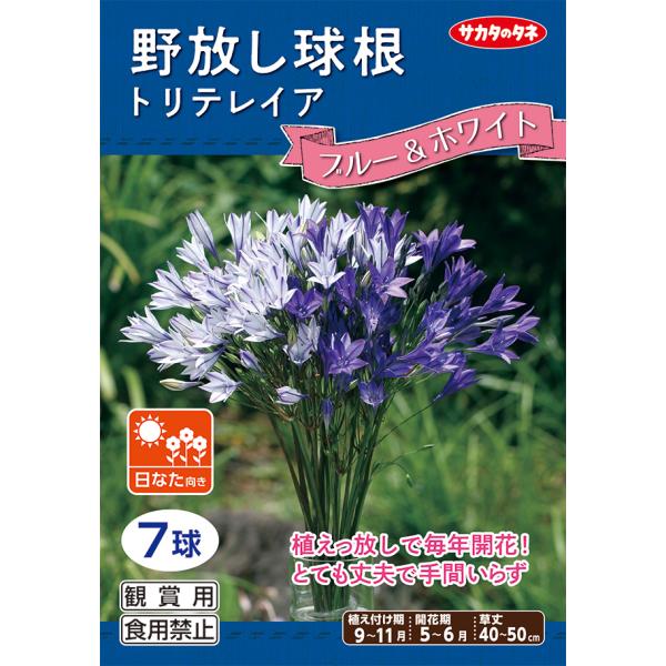 野放し球根 トリテレイア ブルー ホワイト 秋植え球根 ７球詰 サカタのタネ 日なた向き Buyee Buyee 日本の通販 商品 オークションの代理入札 代理購入