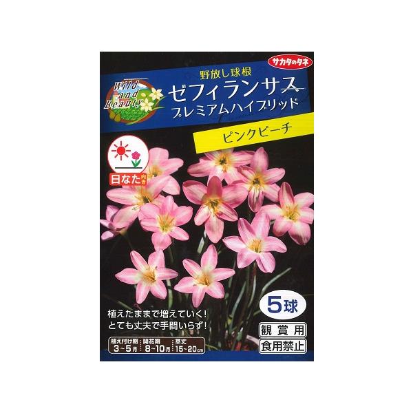 【野放し球根】ゼフィランサスプレミアムハイブリット　ピンクビーチ【サカタの球根】5球
