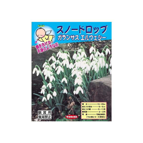 秋植え球根 スノードロップ ガランサスエルウェシー サカタのタネ 10球詰 Buyee Buyee Japanese Proxy Service Buy From Japan Bot Online