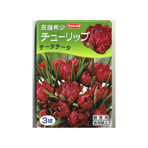 サカタの秋植え球根 原種系チューリップ球根テータテータ ３球詰 Buyee Buyee 日本の通販商品 オークションの代理入札 代理購入