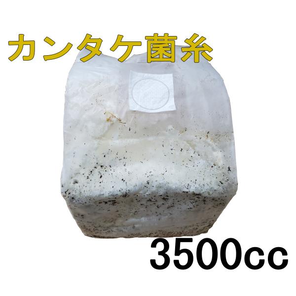 [Release date: May 25, 2023]仕上りとは：菌糸瓶の原料として、幼虫の育成として使用可能になった段階を指します。※植菌後、約２ヵ月となります■仕上りからの経過熟成：仕上がりから0〜2ヵ月程度目安：側面に被膜があまりで...