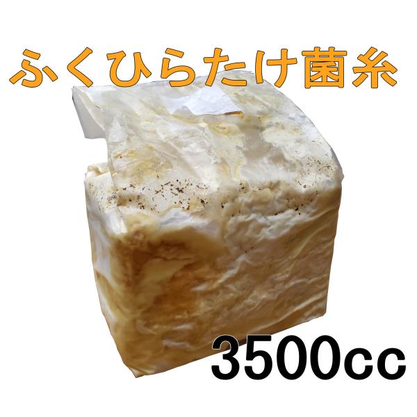 菌床ブロック 菌床ブロック 3500cc 稀少カンタケ（ふくひらたけ）