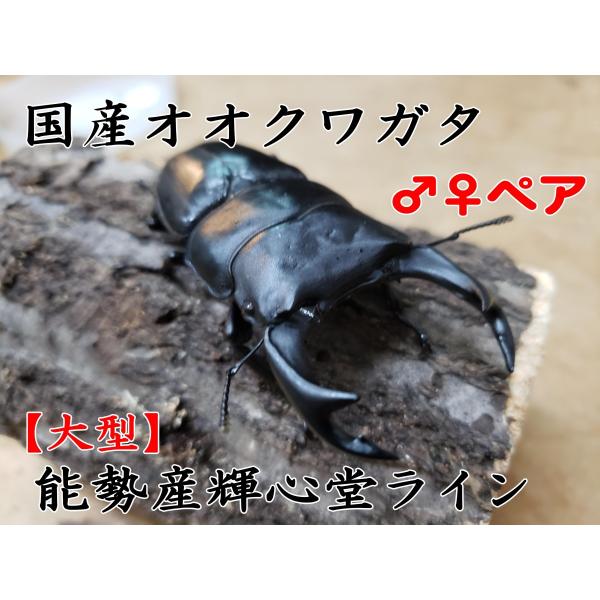 【大型個体】オオクワガタ 能勢産 ペア オス83.4mm