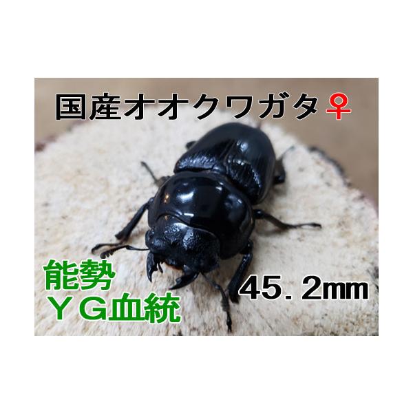 オオクワガタ89.8mm 能勢産　YG血統 昆虫標本用として cf733c818fb5597f028088f300e5c6