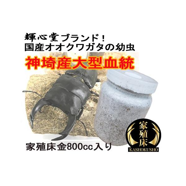 オオクワガタ幼虫 神埼産大型個体の幼虫 800ｃｃ菌糸ビン入り