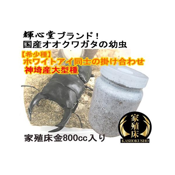 オオクワガタ幼虫 神埼産ホワイトアイ同士掛け合わせ 800ｃｃ菌糸ビン入り