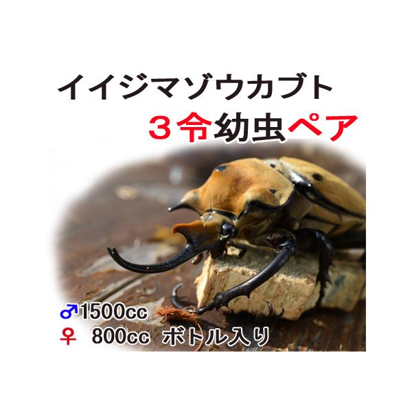 イイジマゾウカブト ３令幼虫 ペア
