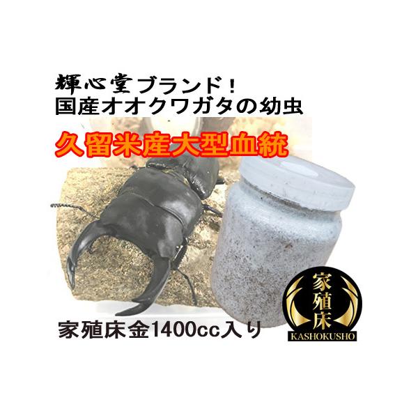 【オス判定】オオクワガタ幼虫 久留米産大型個体掛け合わせ 1400cc菌糸ビン入り オス親84.6mm