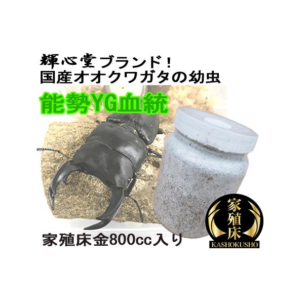 オオクワガタ幼虫 能勢YG血統 800ｃｃ菌糸ビン入り オス親88.7mm