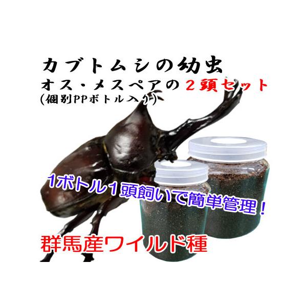 【ワイルド】カブトムシ幼虫　オスメスペア　群馬産　個別ボトル入り