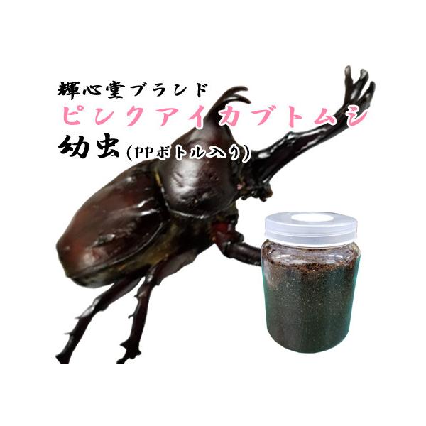 【稀少カラーアイ】カブトムシ幼虫（ピンクアイ） オスメス判別なし単体 PPボトル入り