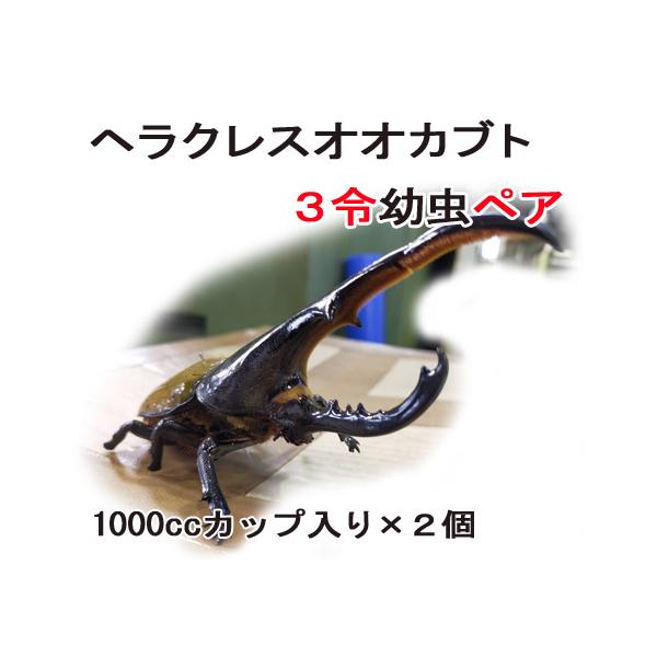 大型血統】ヘラクレスオオカブト 3令幼虫 ペア : 万屋輝心堂 - 通販 