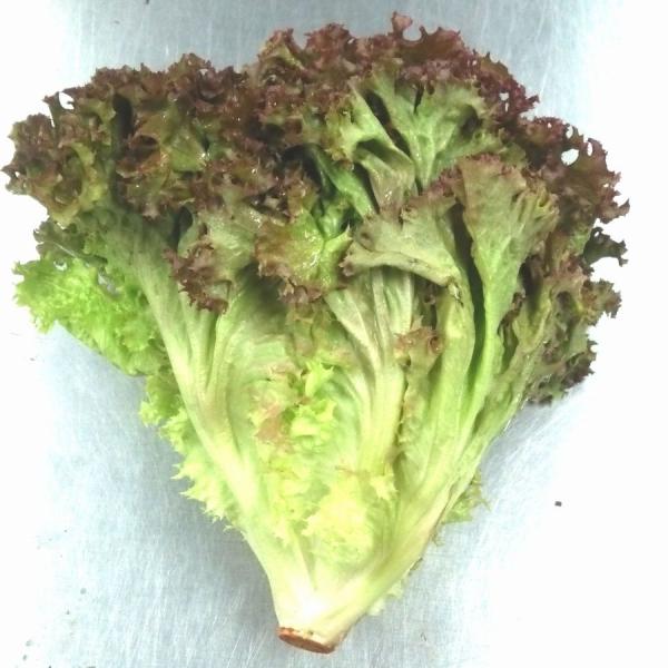 　福岡県、埼玉県産など　150g程度