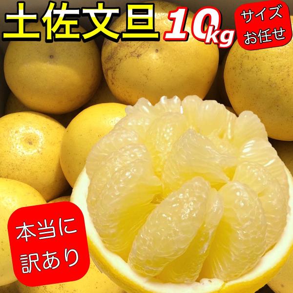 文旦 《本当に訳あり》 土佐文旦 10kg サイズお任せ (約20〜30玉 文旦 《本当に訳あり》 土佐文旦 10kg サイズお任せ (約20〜30玉