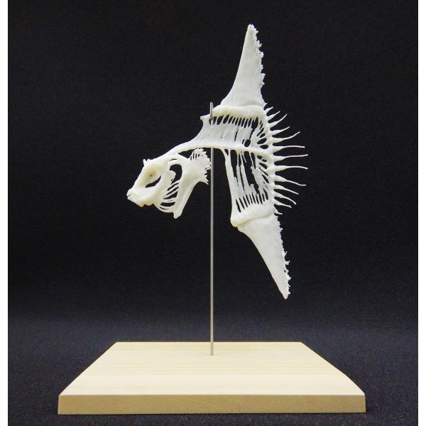 骨格標本 yoshidabio_manbo2