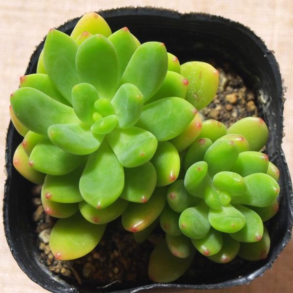 多肉植物 セダム属 春萌 Buyee Buyee 일본 통신 판매 상품 옥션의 대리 입찰 대리 구매 서비스