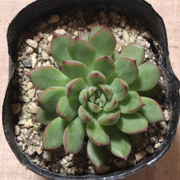 当店農園直送 多肉植物 エケベリア属 メビナ Buyee Buyee Japanese Proxy Service Buy From Japan Bot Online