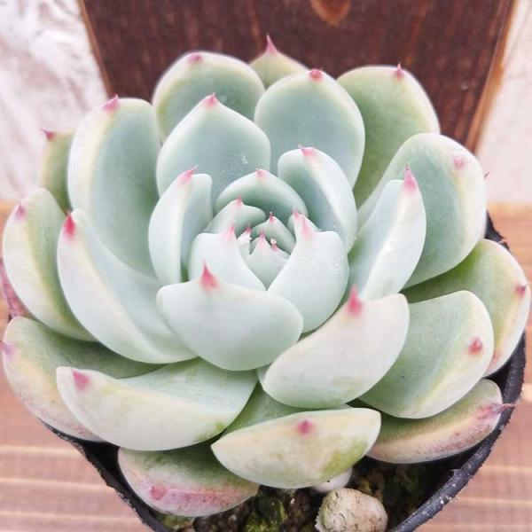 多肉植物 エケベリア属 セクンダ Buyee Buyee Japanese Proxy Service Buy From Japan Bot Online