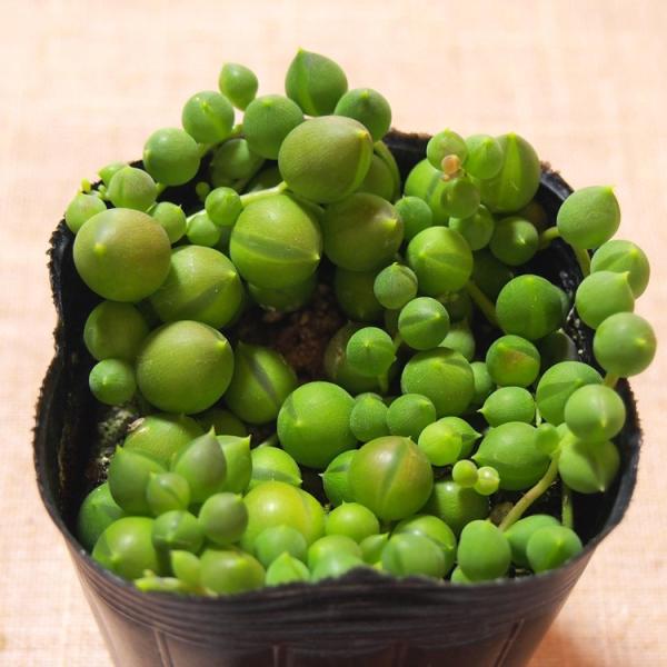 多肉植物 グリーンネックレス Buyee Buyee Japanischer Proxy Service Kaufen Sie Aus Japan