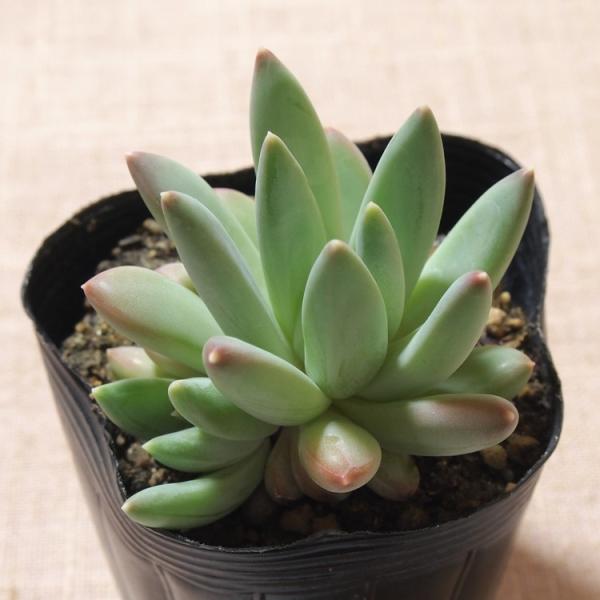 多肉植物 千代田の松 ロンギフォリウム Buyee Buyee Japanese Proxy Service Buy From Japan Bot Online