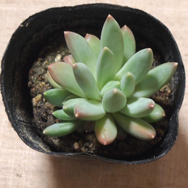 多肉植物 千代田の松 ロンギフォリウム Buyee Servicio De Proxy Japones Buyee Compra En Japon