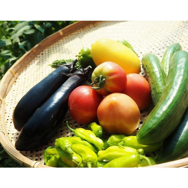 お任せ野菜セットM