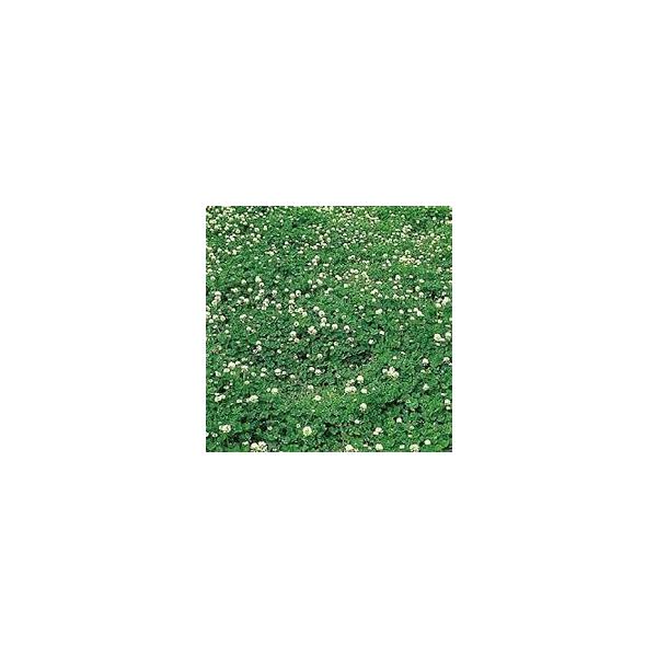 注）こちらの商品は緑肥の種子です。まき時期をご確認の上、ご注文をお願い致します。注)流動在庫につき在庫キレ、新種生産待ち等により、キャンセルまたは納品に多少お時間頂く場合がございますので、予めご了承頂きますようお願い致します。また現状の在庫...