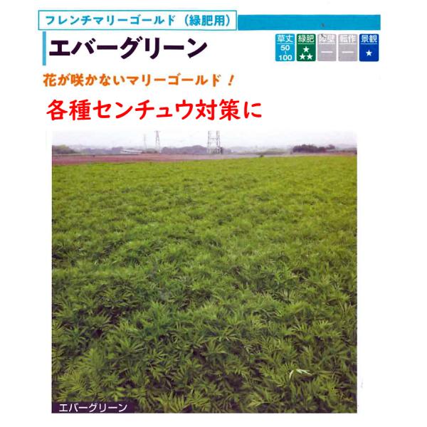 1kgの原体袋から店内小分けして発送させていただいております。注）こちらの商品は緑肥の種子です。まき時期をご確認の上、ご注文をお願い致します。注)流動在庫につき在庫キレ、新種生産待ち等により、キャンセルまたは納品に多少お時間頂く場合がござい...