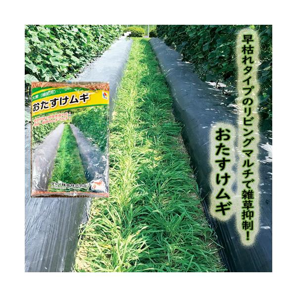 注）こちらの商品は緑肥用の種子です。注)メーカー在庫キレ、新種待ち等によりご注文を キャンセルまた多少お時間頂く場合がございますので誠に恐れ入りますが、あらかじめご了承頂きますようよろしくお願い致します。注）まき時期をご確認の上、ご注文をお...