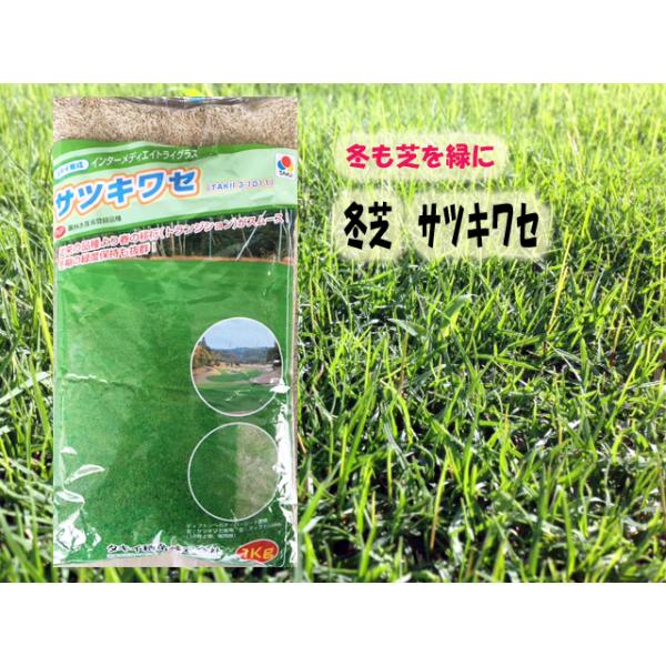 冬芝サツキワセ20kgの特徴と活用法