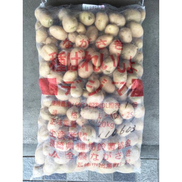 【８月初旬〜中旬ごろ発送予定】じゃがいも種　出島芋　1kg　サイズSS〜L混合　【種芋】【秋作用じゃがいも種子】【検品合格済】