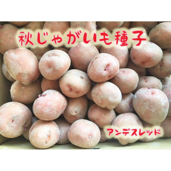 秋じゃがいも種子　アンデスレッド芋　1ｋｇ　混合サイズ【馬鈴薯種】【種芋】【検品合格済】