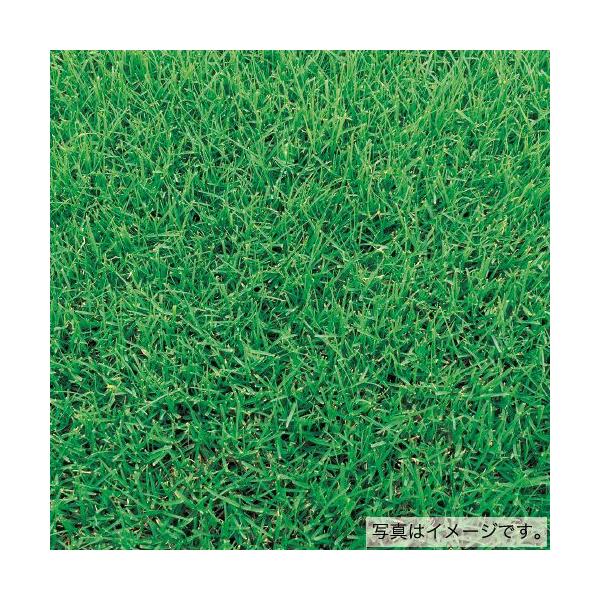 注）こちらの商品は芝草の種子です。まき時期をご確認の上、ご注文をお願い致します。注)流動在庫につき在庫キレ、新種生産待ち等により、キャンセルまたは納品に多少お時間頂く場合がございますので、予めご了承頂きますようお願い致します。また現状の在庫...