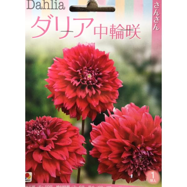 ダリア球根 中輪咲 さんさん 1球入り : 吉谷農芸Yahoo!店 - 通販