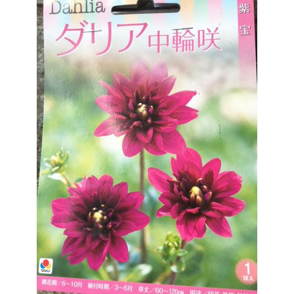ダリア球根　中輪咲　紫宝　1球入り