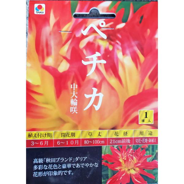 中大輪咲ダリア球根　ペチカ　1球入り