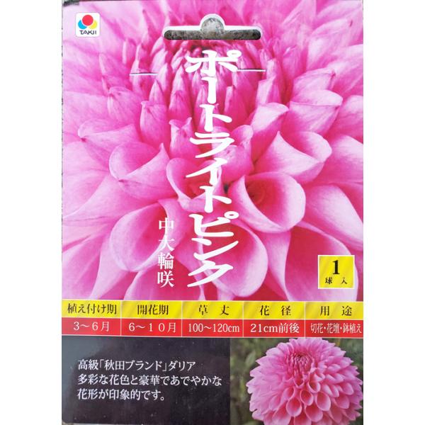 中大輪咲ダリア球根　ポートライトピンク　1球入り