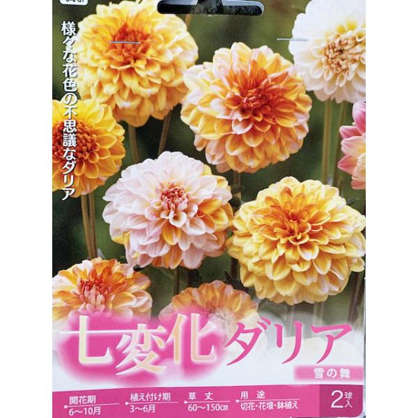 七変化ダリア球根　雪の舞　2球入り