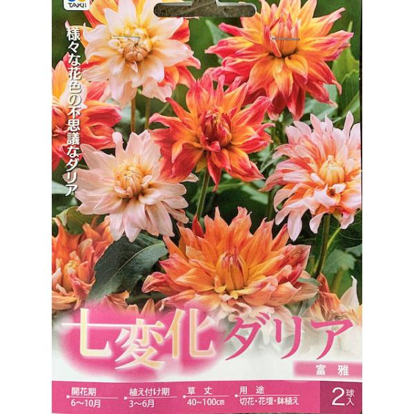 七変化ダリア球根　富雅　2球入り