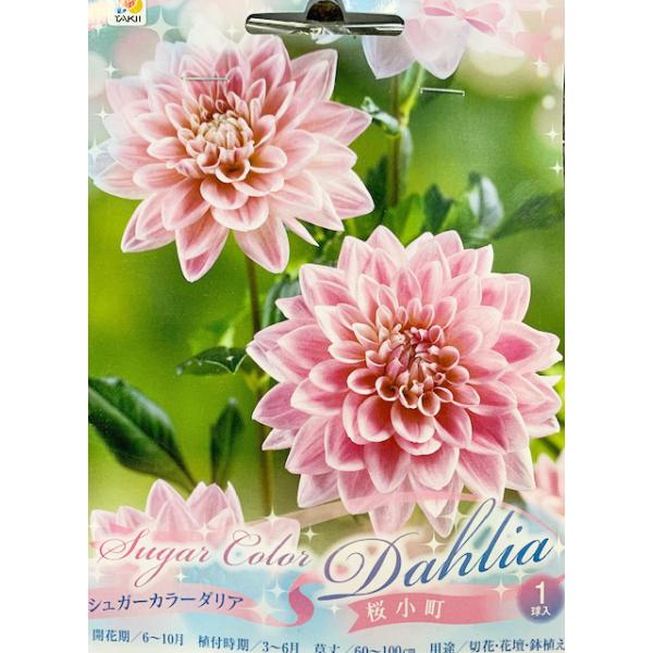 むちむち＊桜の鉢植え3点 ダリアの鉢植えと咲いているチューリップ花束