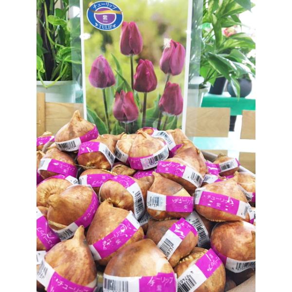 注)店舗共同販売の流動在庫につき、WEB上での反映が遅れ、ご注文後キャンセルさしていただきます場合がございます。 予めご了承ください。12月以降の発送は球根から芽がでている状態での発送になる場合がありますご了承ください。色はイメージです。実...