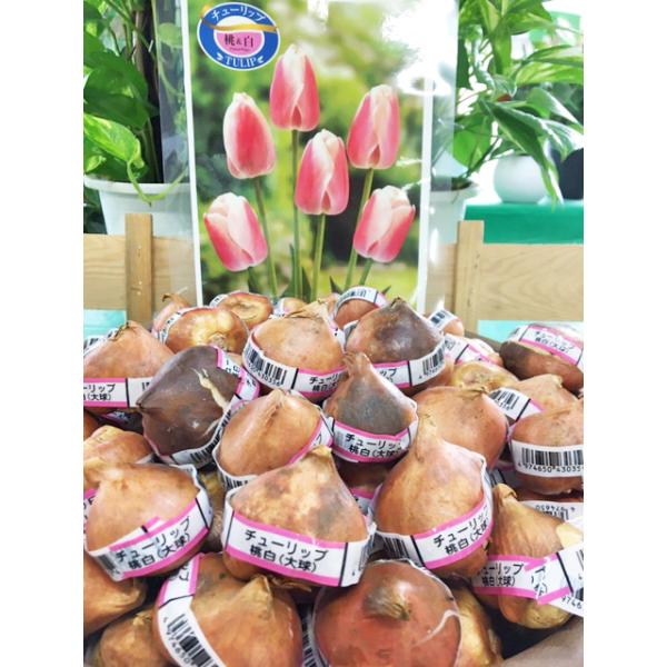 注)店舗共同販売の流動在庫につき、WEB上での反映が遅れ、ご注文後キャンセルさしていただきます場合がございます。 予めご了承ください。12月以降の発送は球根から芽がでている状態での発送になる場合がありますご了承ください。色はイメージです。実...