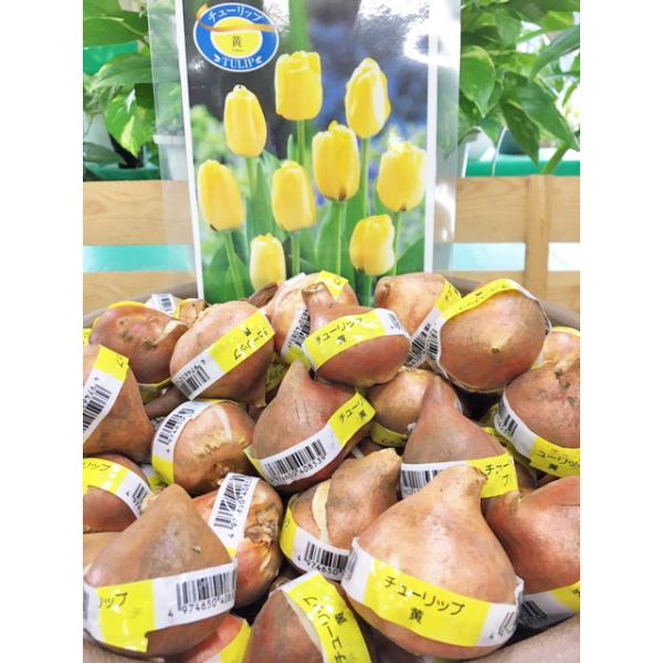 注)店舗共同販売の流動在庫につき、WEB上での反映が遅れ、ご注文後キャンセルさしていただきます場合がございます。 予めご了承ください。12月以降の発送は球根から芽がでている状態での発送になる場合がありますご了承ください。色はイメージです。実...