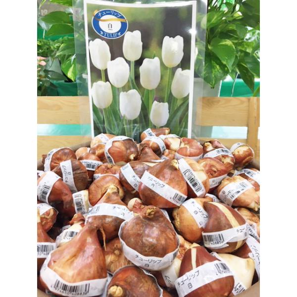 注)店舗共同販売の流動在庫につき、WEB上での反映が遅れ、ご注文後キャンセルさしていただきます場合がございます。 予めご了承ください。12月以降の発送は球根から芽がでている状態での発送になる場合がありますご了承ください。色はイメージです。実...