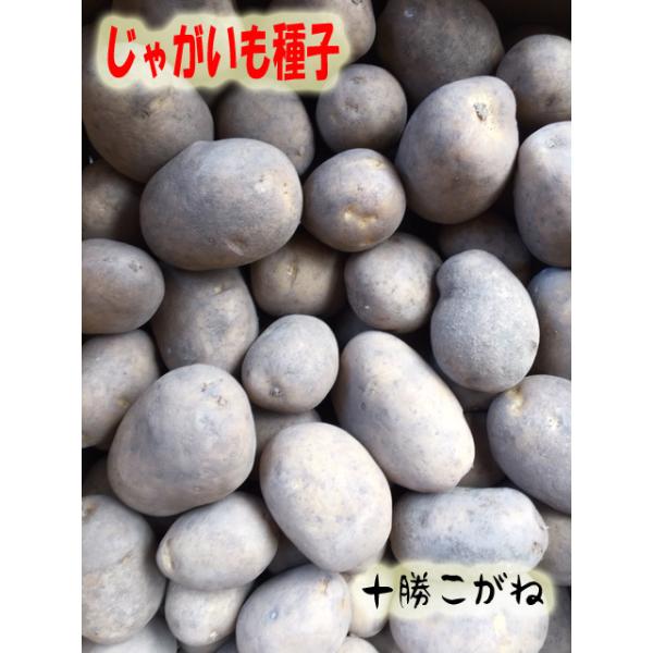 ■複数ご注文の場合はまとめて発送いたします。（500ｇ×2のご注文場合、1ｋｇ　1袋でまとめて発送）こちらの商品は畑作に適した種芋です！食用ではございませんのでご注意下さい。入荷サイズ(個数)は毎年変動します。情報をご確認ください。保管中の...
