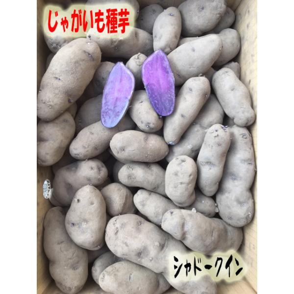 yoshitaninougei_032 yoshitaninougei_032