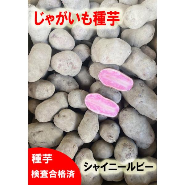 注）こちらの商品は畑作に適した種芋です！食用ではございませんのでご注意下さい。情報 ※ノーザンルビーの代替えになりますじゃがいも種子　シャイニールビー　500ｇ　サイズ混合農林水産省登録品種(品種名　シャイニールビー　海外持出禁止　公示(農...